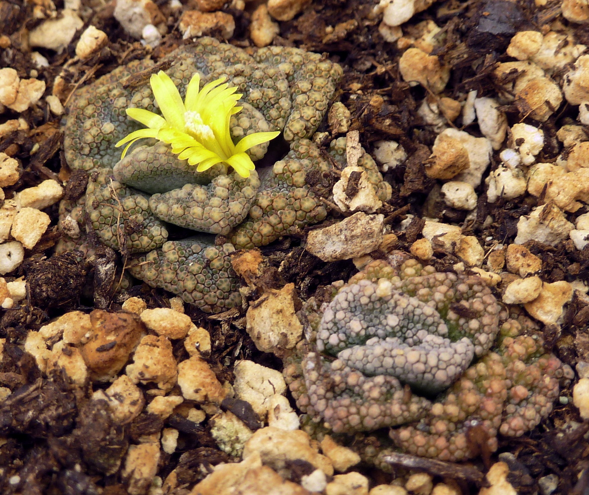 Titanopsis calcarea with yellow flower